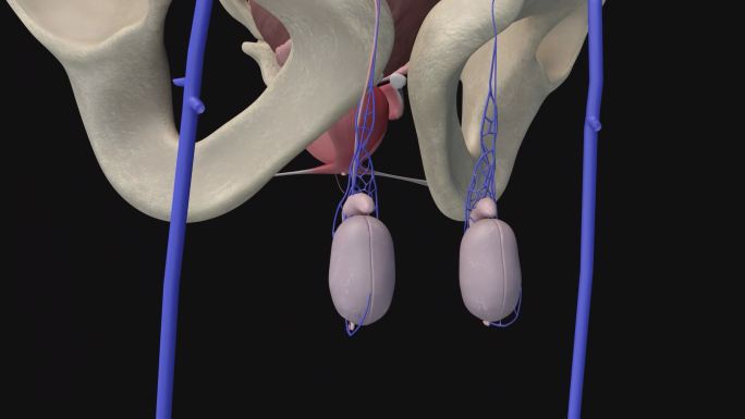 睾丸静脉3D动画/人体三维动画