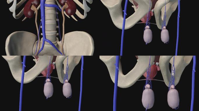 睾丸静脉3D动画/人体三维动画
