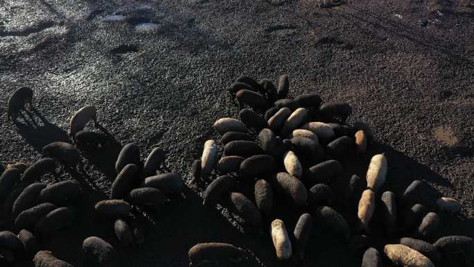一大群曼加拉猪在露天农场放牧的鸟瞰图