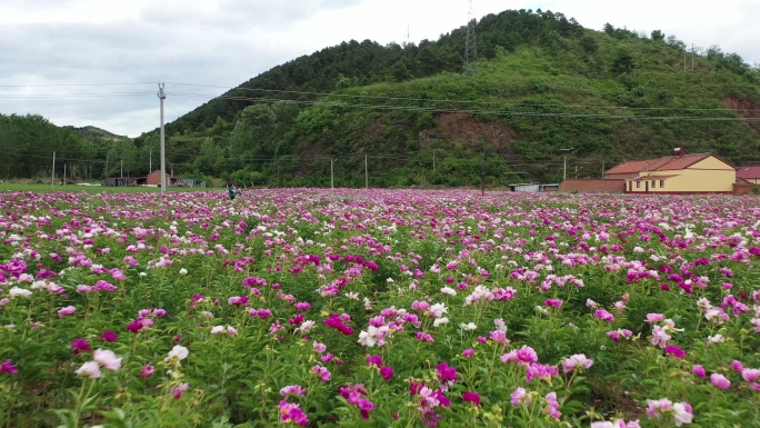 航拍花海