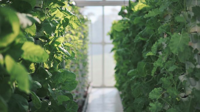 温室内的水培垂直农场生态系统，各种花园蔬菜的成排幼苗在架子上生长，准备收割