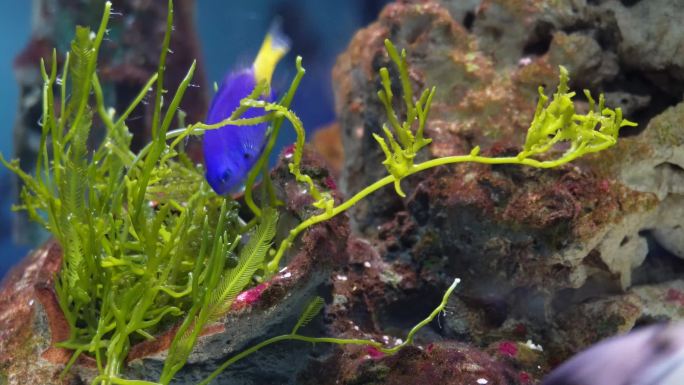 【镜头合集】海藻海草海水缸造景小丑鱼