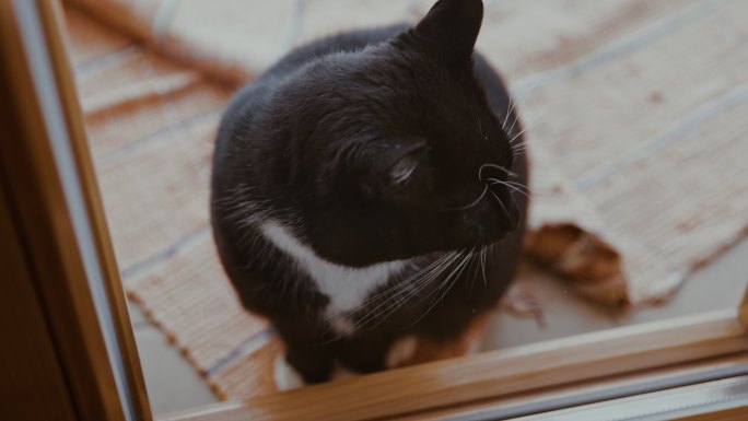 黑色燕尾服猫抓玻璃门