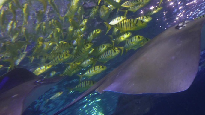 【镜头合集】赤魟太平洋扁鲨深海鱼类