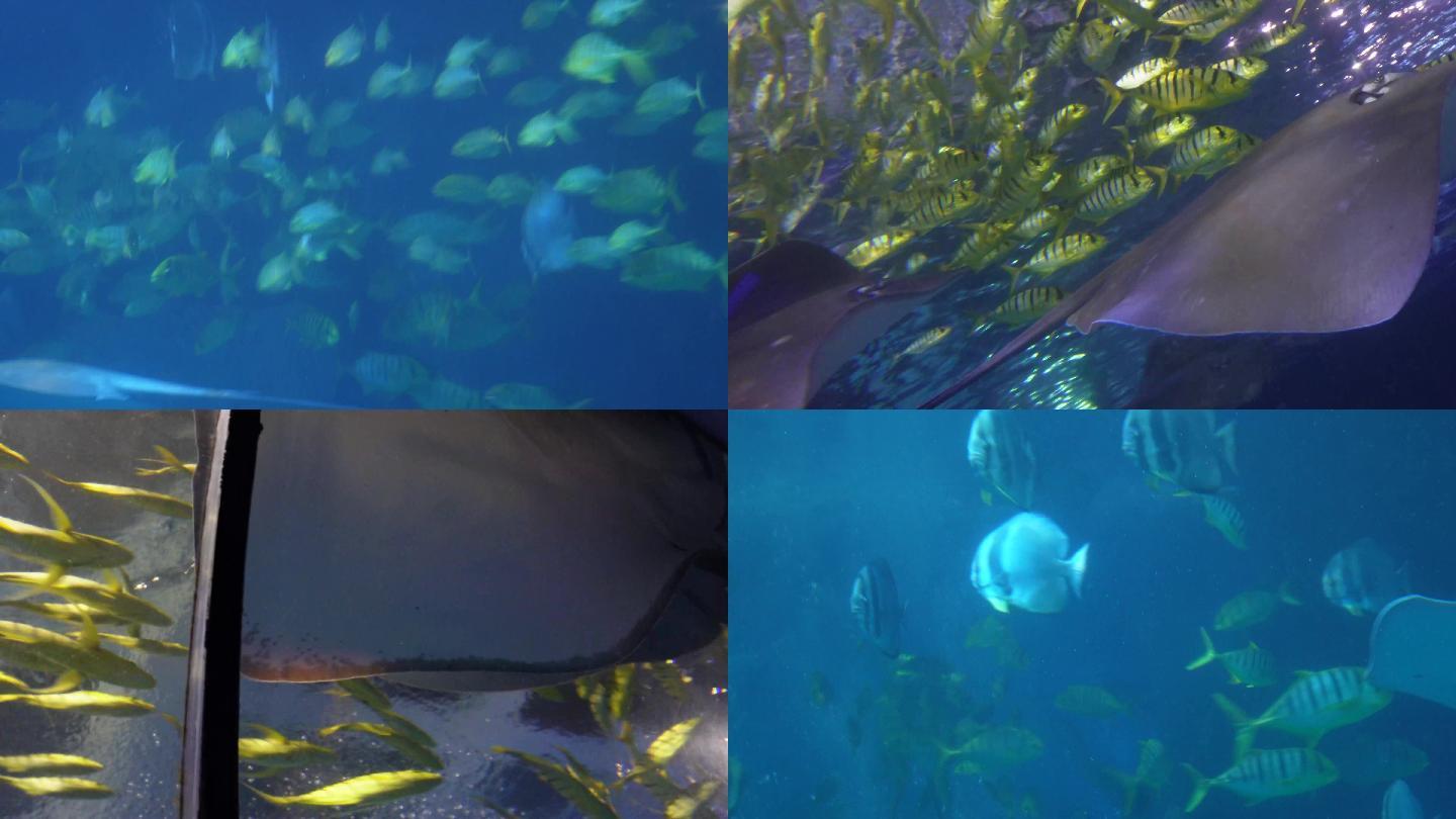 【镜头合集】赤魟太平洋扁鲨深海鱼类