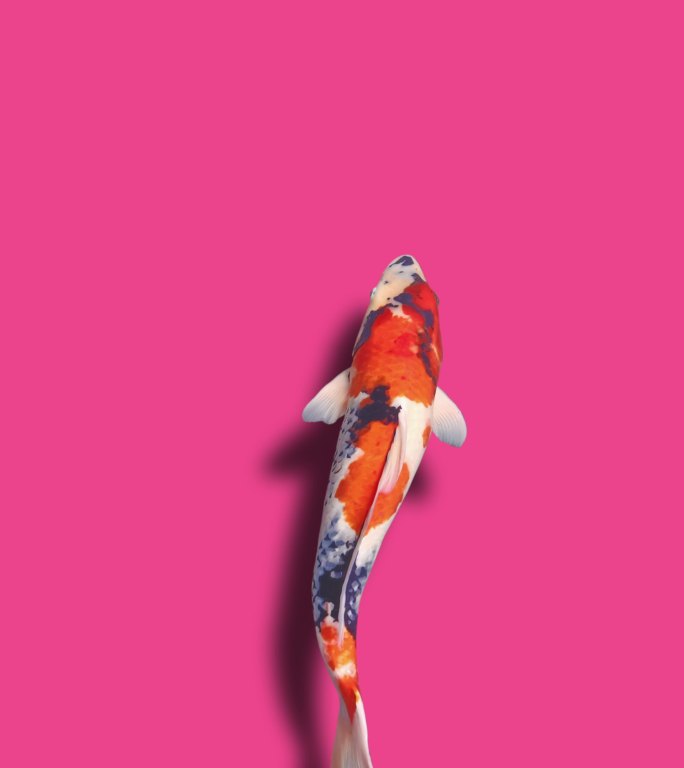 锦鲤鱼（可循环）锦鲤游动抠像素材循环