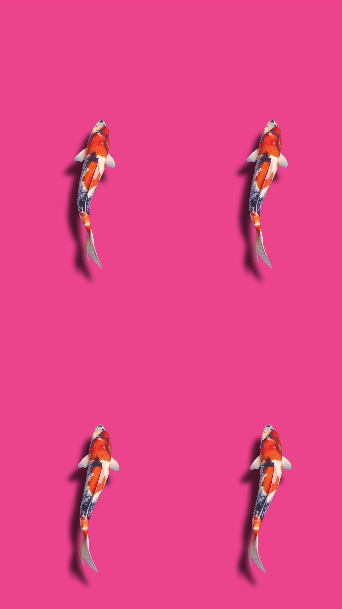 锦鲤鱼（可循环）锦鲤游动抠像素材循环