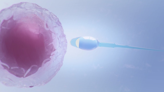 精子和人类卵子受精过程生命奇迹试管婴儿