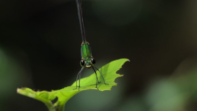 栖息在绿叶上的蜻蜓。