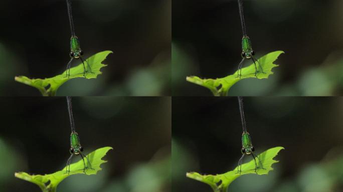栖息在绿叶上的蜻蜓。
