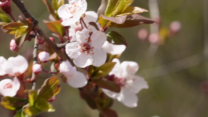 【镜头合集】粉红色樱花赏樱花樱花节特写