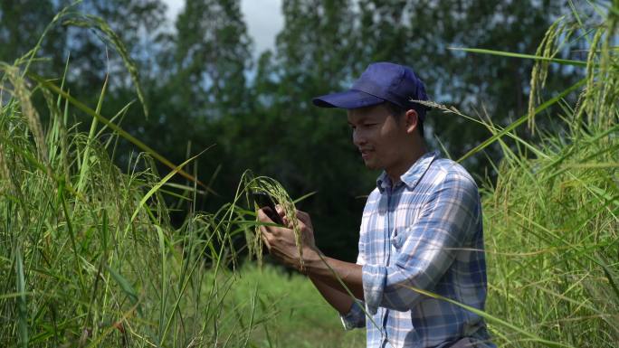 一名亚洲男子使用智能手机控制水稻农场的质量。
