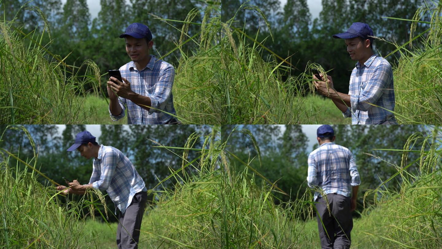 一名亚洲男子使用智能手机控制水稻农场的质量。