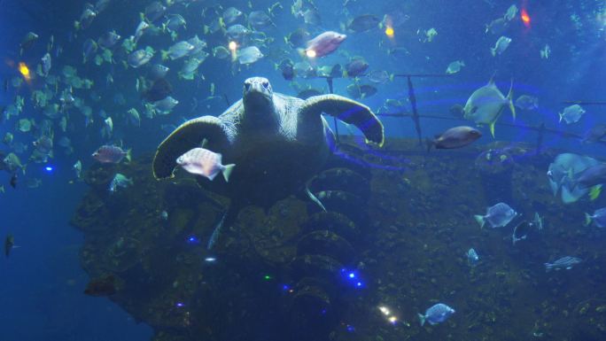 水族馆视图旅游游玩海鲜一群鱼海鱼大龟乌龟