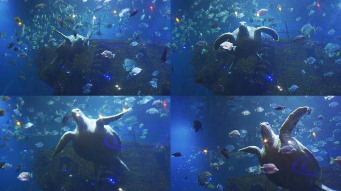 水族馆视图旅游游玩海鲜一群鱼海鱼大龟乌龟