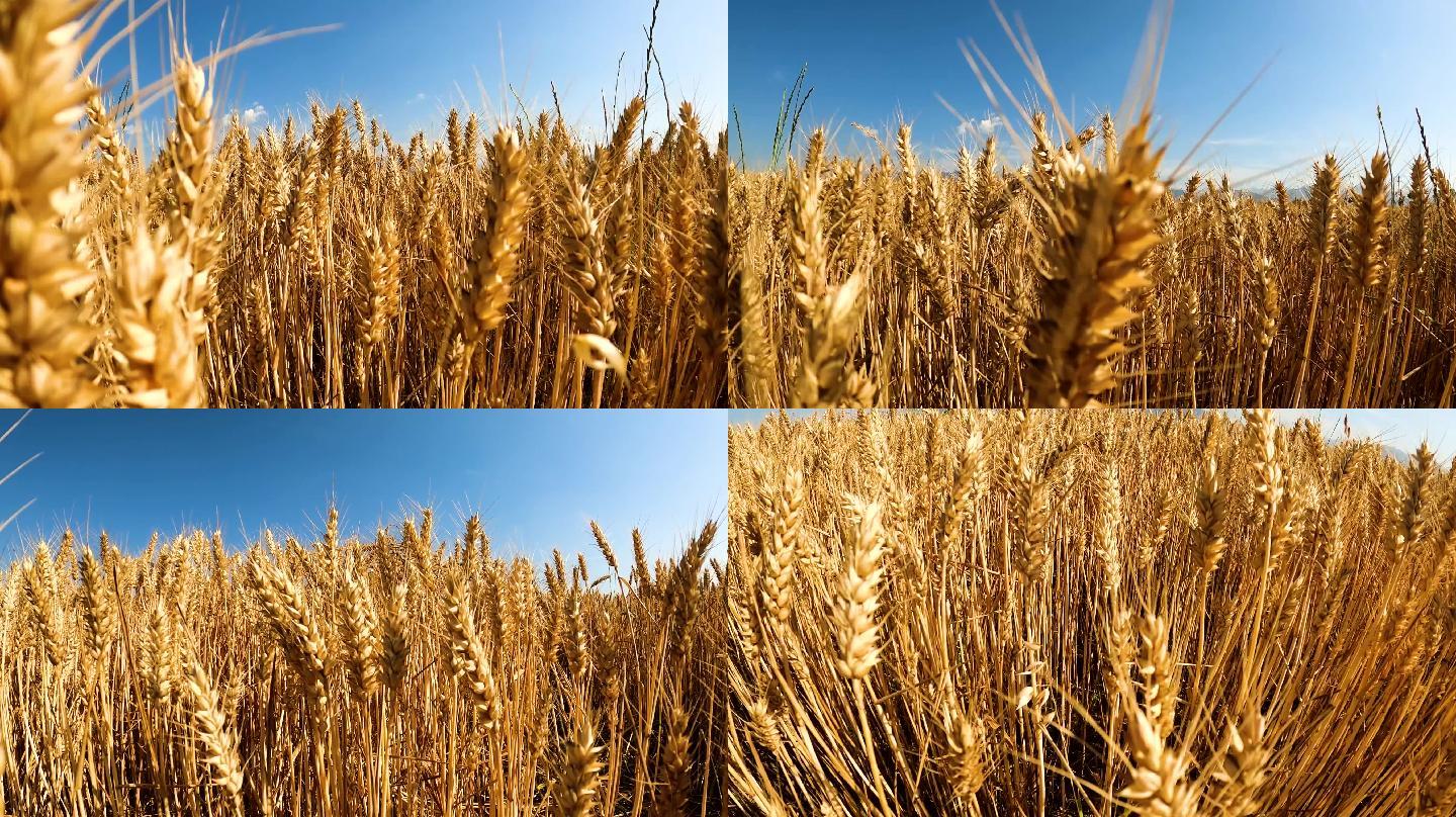 夏季小麦升格拍摄