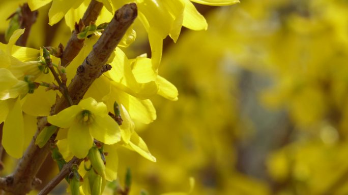 【镜头合集】北京植物园迎春花微距特写