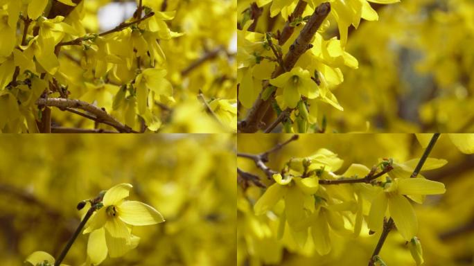 【镜头合集】北京植物园迎春花微距特写