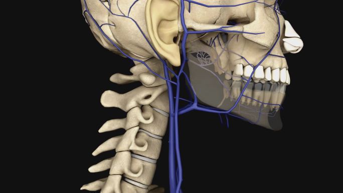 下颌后静脉3D动画/人体三维动画