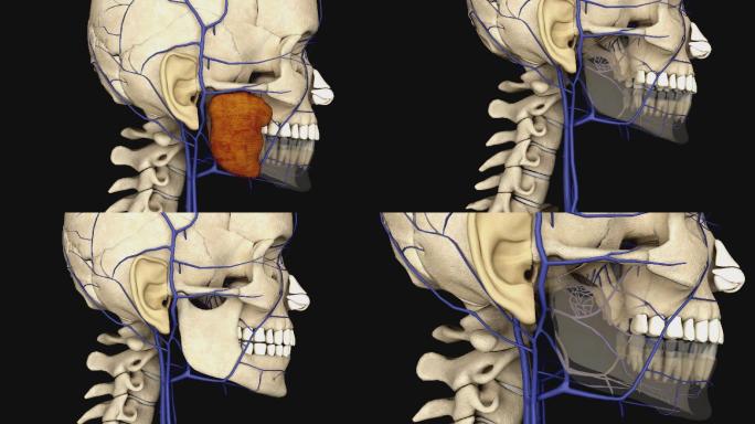 下颌后静脉3D动画/人体三维动画
