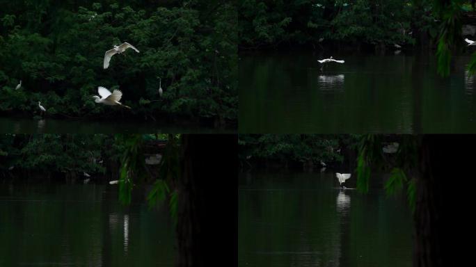 环保素材：白鹭