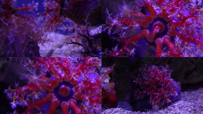 【镜头合集】海苹果海葵触手珊瑚