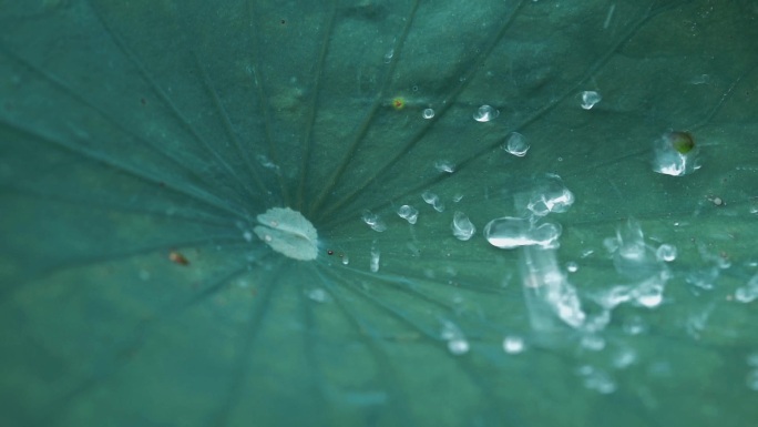 荷叶水珠 湖边荷叶水珠水滴滴落空境