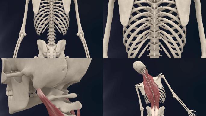 竖脊肌3D动画