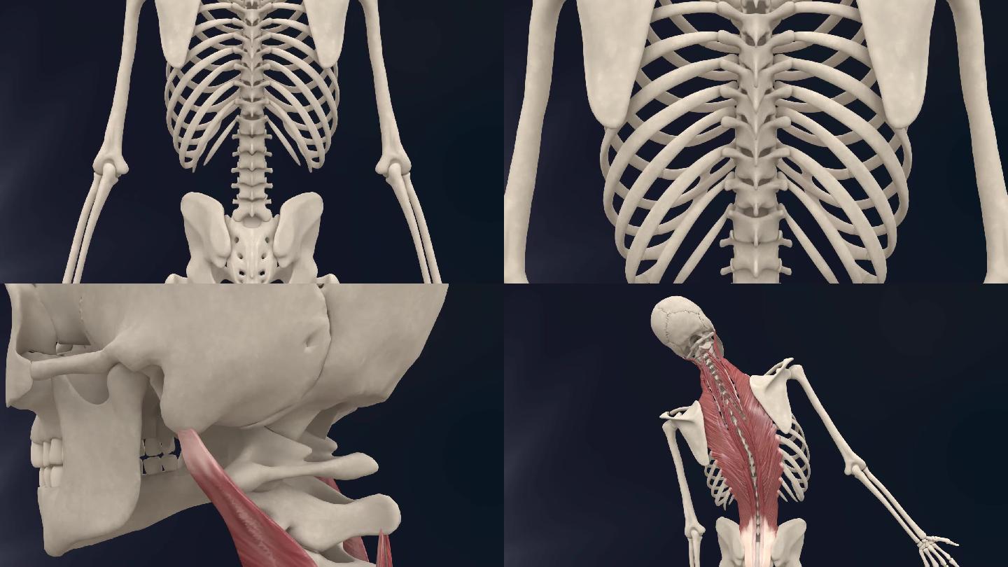 竖脊肌3D动画