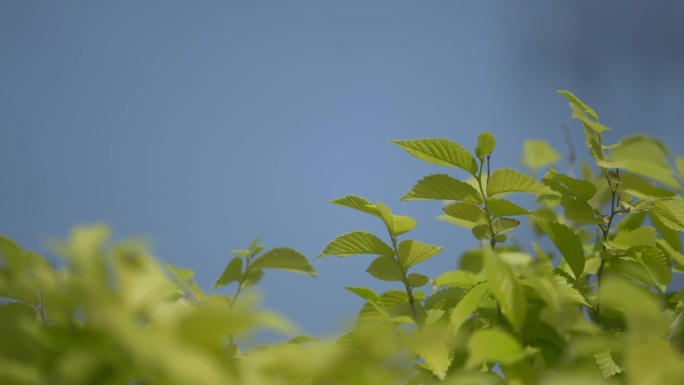 春天刚发芽的嫩叶