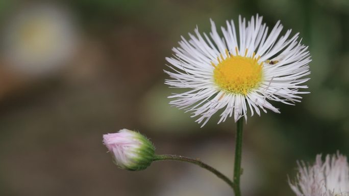 路边野草植物一年蓬黄色小花特写