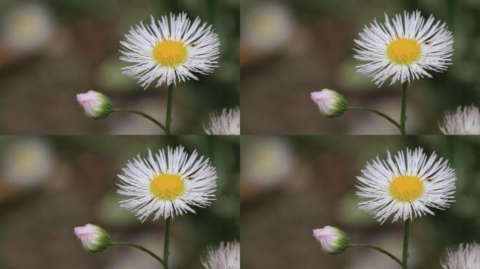 路边野草植物一年蓬黄色小花特写