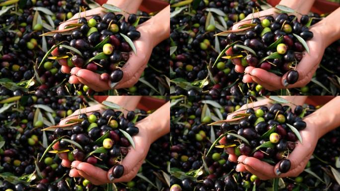 慢镜头农民在收获后用手从容器中抓取一束橄榄果实