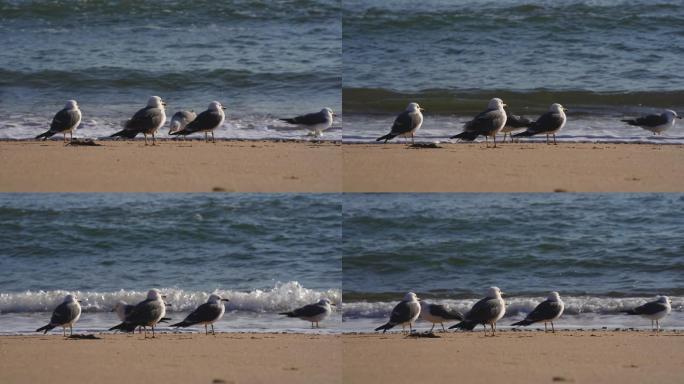 沙滩上的海鸥