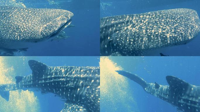 鲸鲨（Rhincodon型）、眼镜蛇（Rachycentroncanadum）和女性一起游泳。地点位