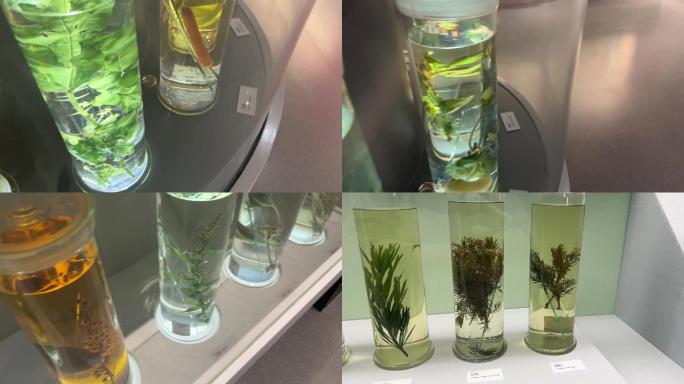 【镜头合集】福尔马林里浸泡的植物标本