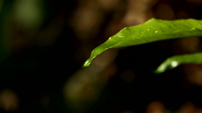 高清超慢Mo：雨滴落在绿叶上