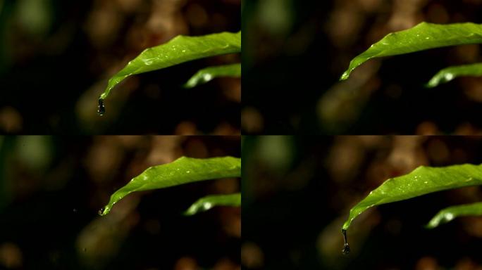 高清超慢Mo：雨滴落在绿叶上