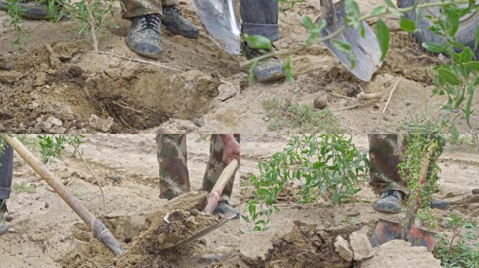 枸杞树 枸杞种植