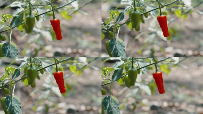 生长中的红辣椒植物和果实的详细照片