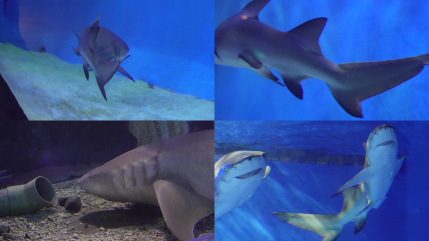 【镜头合集】大白鲨危险深海鲨鱼  (2)