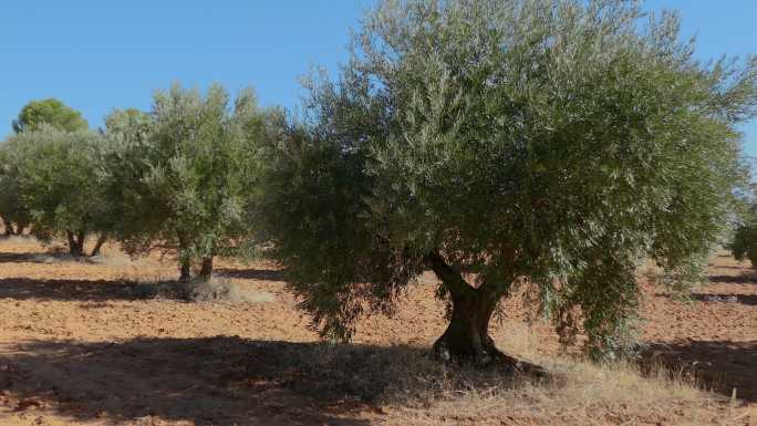 西班牙马德里橄榄园中的橄榄树