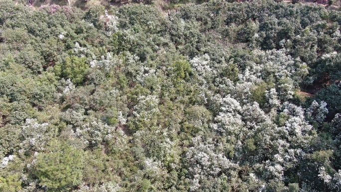 4K航拍大自然野生白色山茶花盛开