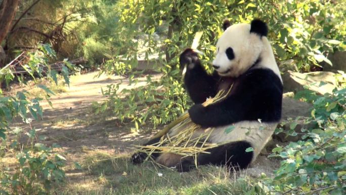 熊猫动物园基地憨态憨厚竹叶