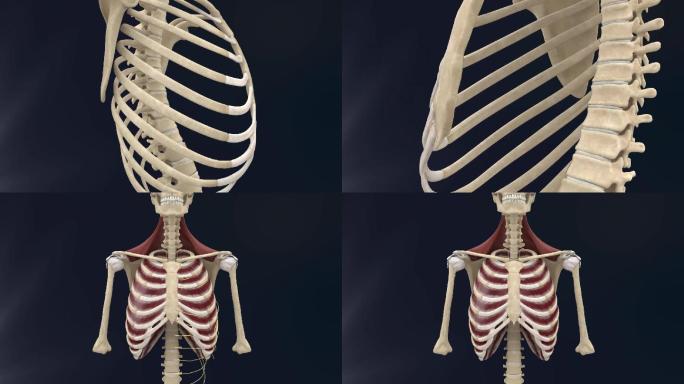 肋间内外肌3D动画/人体三维动画