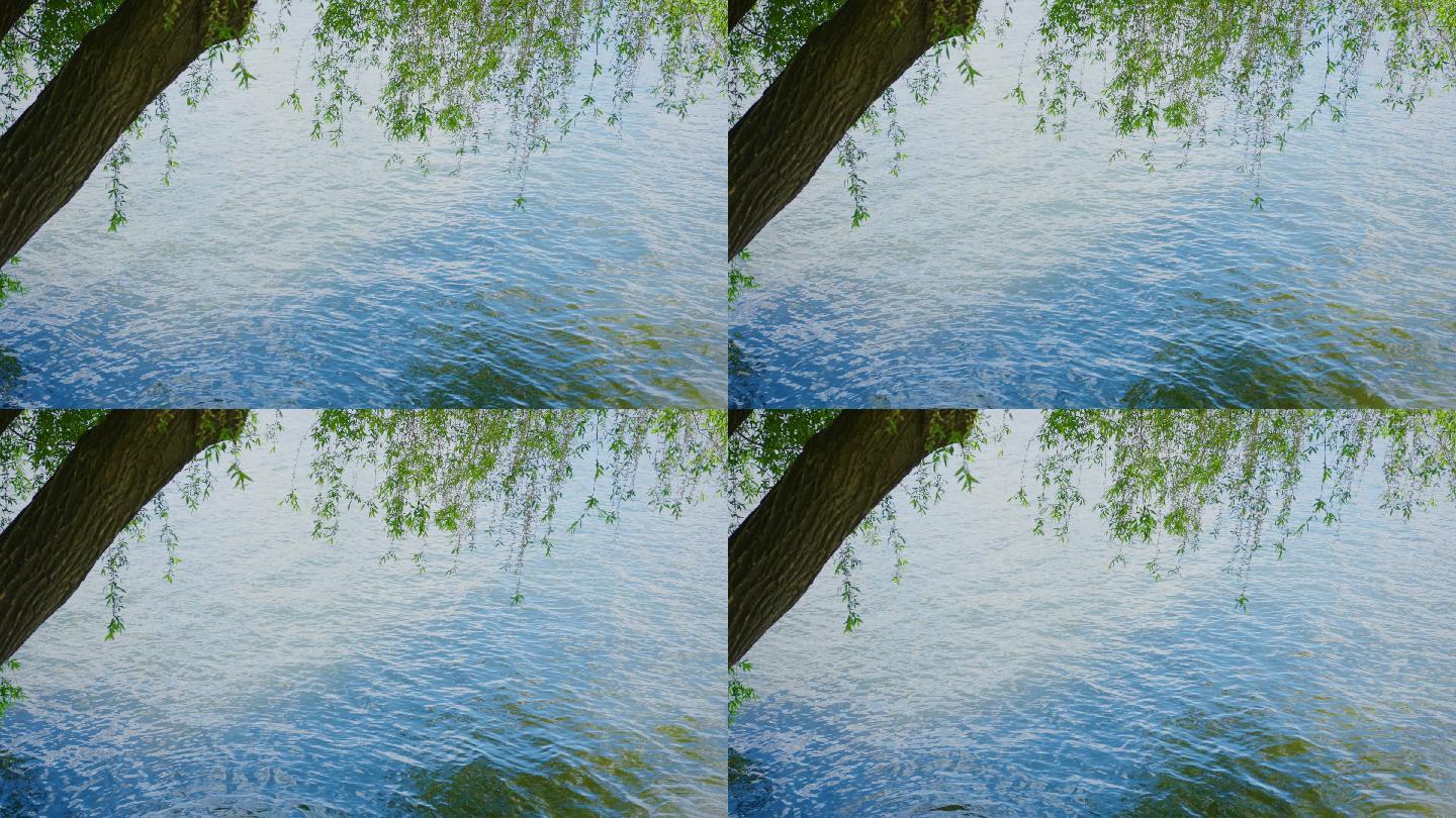 4k湖边美景垂柳水面倒影涟漪大树