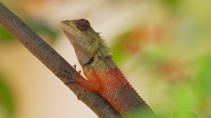 斯里兰卡热带蜥蜴野外世界