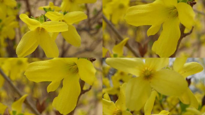 【镜头合集】黄色花朵花蕊叶脉迎春花花园