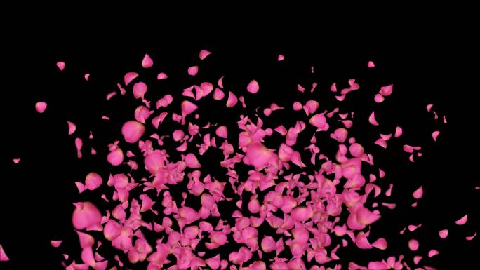 4K粉色玫瑰花瓣抛上去-带透明通道