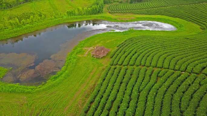 山上茶园梯田鸟瞰图。